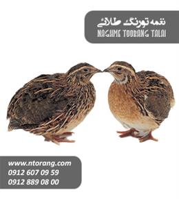 فروش جوجه بلدرچین یکروزه و مولد تخمگذار